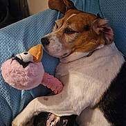 Sana a rejoint le concours — aidez-le/la à gagner de superbes lots ! animal, black_fur, blanket, brown_fur, closeup, comfort, cozy, cute, dog, flamingo, fur, indoors, pet, plush_toy, relaxation, resting, sleepy, snuggling, toy, white_fur