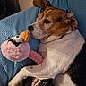 animal, black_fur, blanket, brown_fur, closeup, comfort, cozy, cute, dog, flamingo, fur, indoors, pet, plush_toy, relaxation, resting, sleepy, snuggling, toy, white_fur