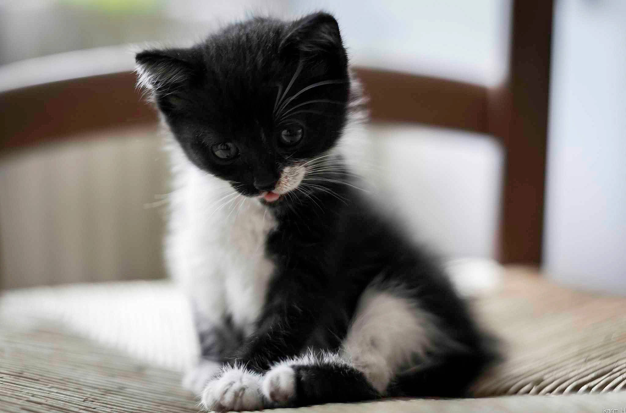 Anakin a rejoint le concours — aidez-le/la à gagner de superbes lots ! black_cat, carnivore, cat, claw, comfort, domestic_short_haired_cat, eye, felidae, fur, monochrome, monochrome_photography, paw, sitting, small_to_medium_sized_cats, snout, tail, terrestrial_animal, whiskers, window