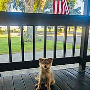 Bailee is registered to the contest to win money with this photo: puppy, dog, porch, wooden_floor, black_railings, american_flag, tree, grass, outdoor, sunlight, pet, young_dog, sitting, canine, nature, daytime, yard, fence, animal, cute