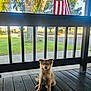 puppy, dog, porch, wooden_floor, black_railings, american_flag, tree, grass, outdoor, sunlight, pet, young_dog, sitting, canine, nature, daytime, yard, fence, animal, cute