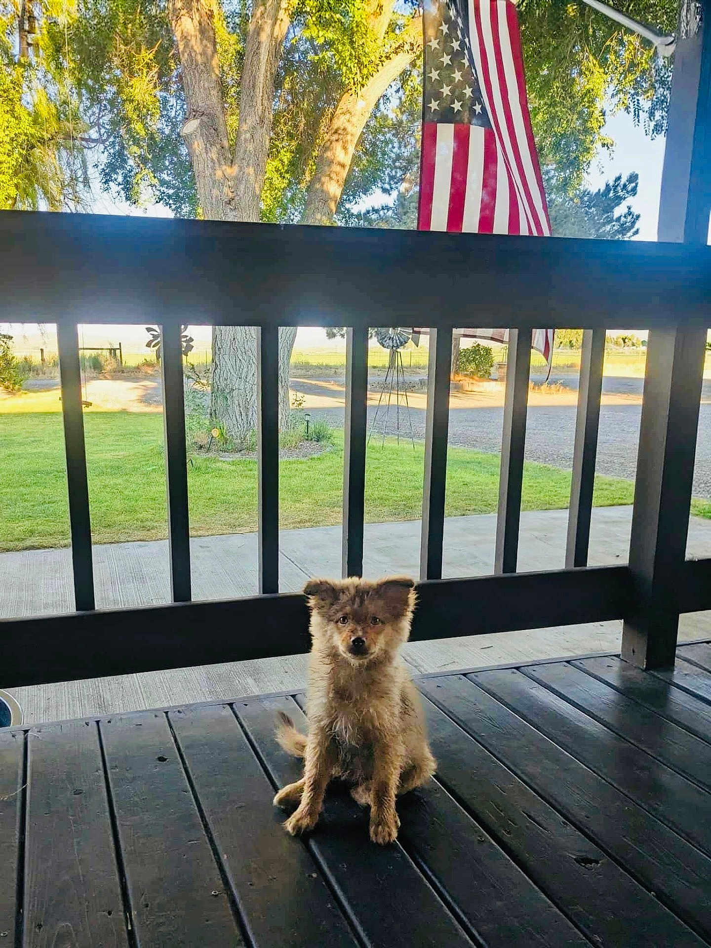 Bailee is registered to the contest to win money with this photo: puppy, dog, porch, wooden_floor, black_railings, american_flag, tree, grass, outdoor, sunlight, pet, young_dog, sitting, canine, nature, daytime, yard, fence, animal, cute