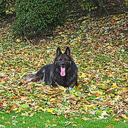Gotham is registered to the contest to win money with this photo: dog, german_shepherd, autumn, leaves, grass, outdoor, nature, pet, animal, tongue_out, relaxed, bush, tree, fall, canine, fur, playful, daylight, park, landscape