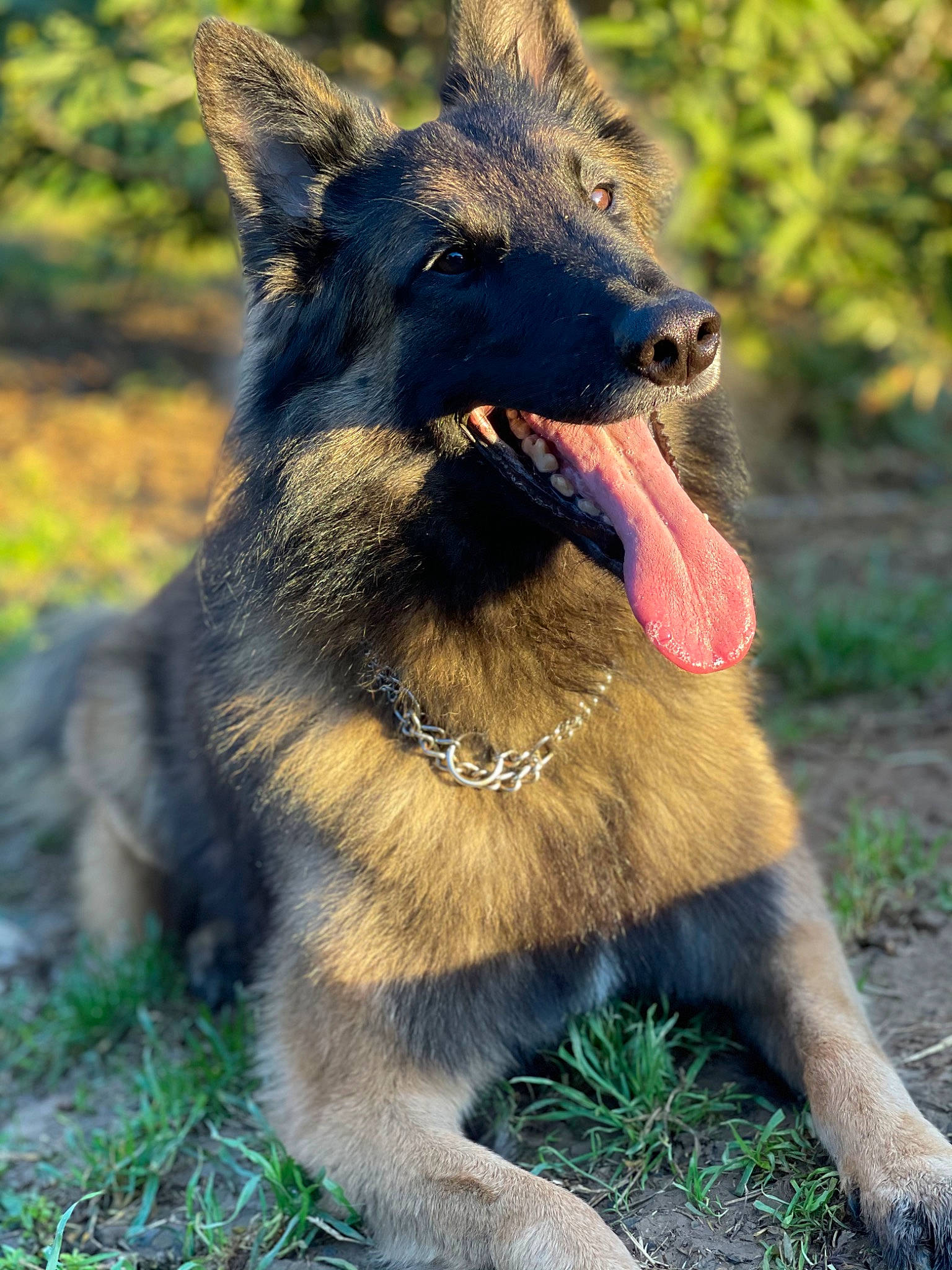 Link participe au concours pour gagner de l'argent avec cette photo : canidae, canis, carnivore, collar, dog, dog_breed, east_european_shepherd, fang, fawn, fur, german_shepherd_dog, grass, king_shepherd, plant, snout, sporting_group, terrestrial_animal, wildlife, working_animal, working_dog