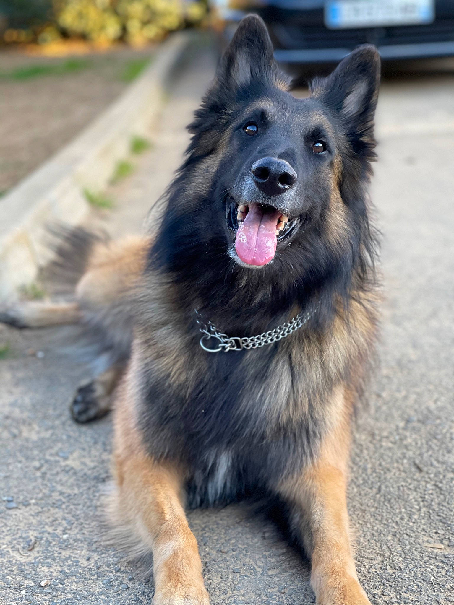 Link a rejoint le concours — aidez-le/la à gagner de superbes lots ! canidae, carnivore, collar, companion_dog, dog, dog_breed, dog_collar, east_european_shepherd, fang, fur, german_shepherd_dog, guard_dog, herding_dog, old_german_shepherd_dog, plant, road_surface, snout, sporting_group, tail, working_dog