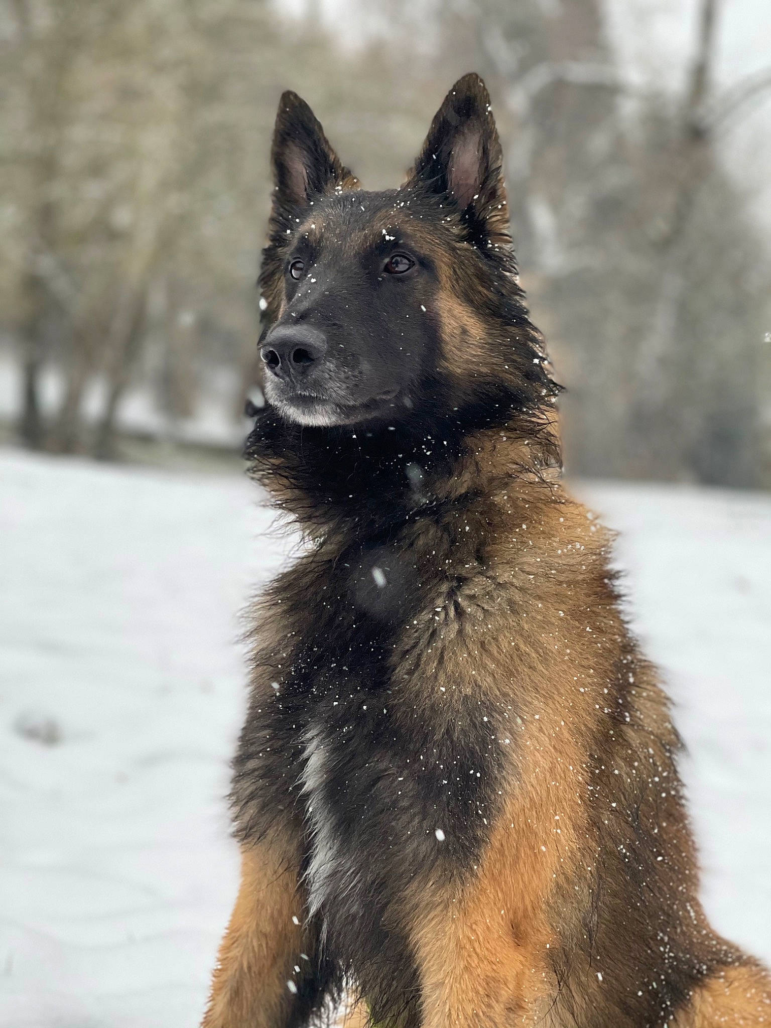 Link participe au concours pour gagner de l'argent avec cette photo : canidae, canis, carnivore, dog, dog_breed, freezing, fur, herding_dog, king_shepherd, snout, snow, sporting_group, winter, working_animal, working_dog