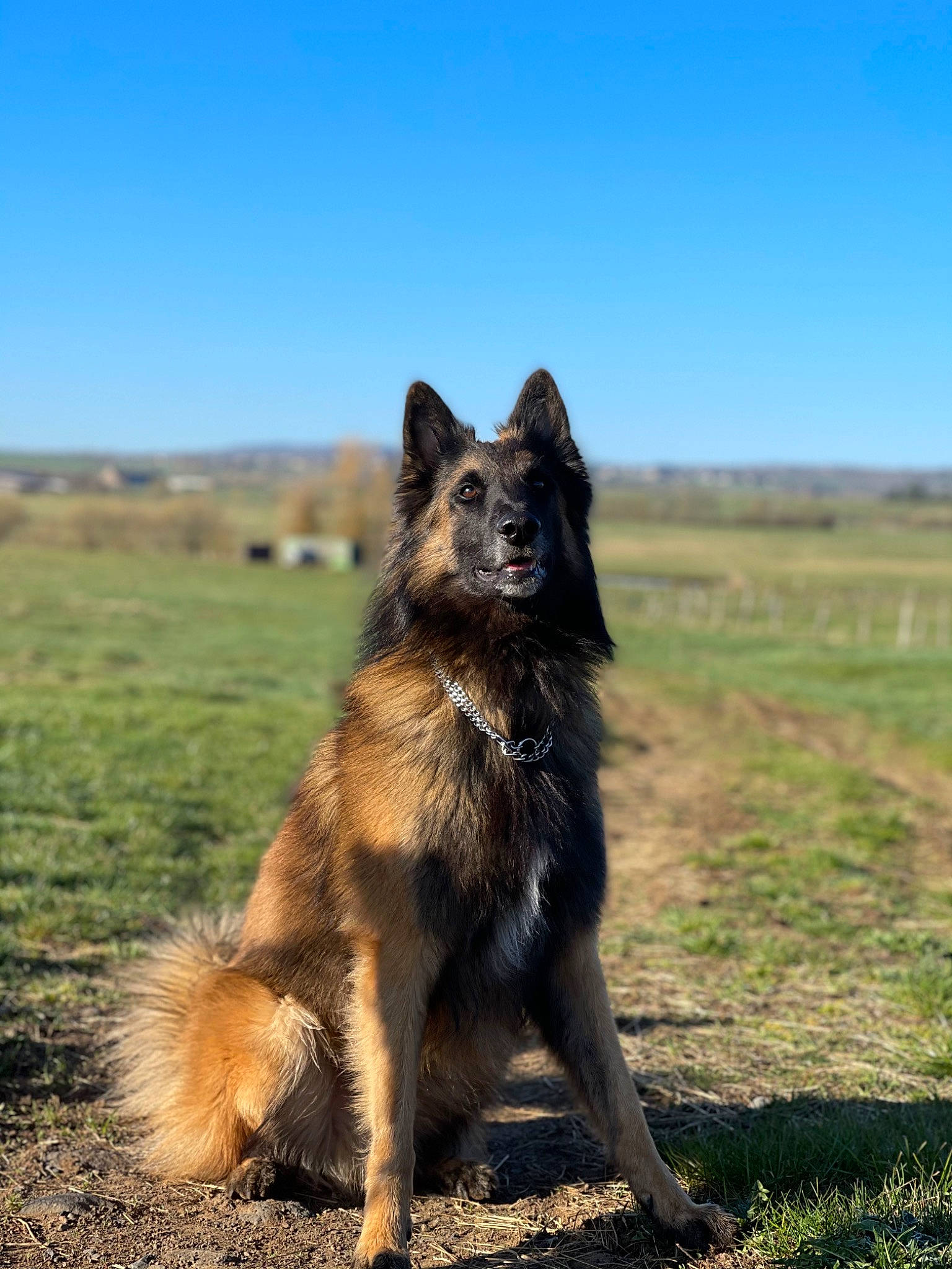 Link participe au concours pour gagner de l'argent avec cette photo : canidae, carnivore, companion_dog, dog, dog_breed, east_european_shepherd, german_shepherd_dog, grass, grassland, herding_dog, king_shepherd, old_german_shepherd_dog, plant, sky, snout, sporting_group, tail, terrestrial_animal, wildlife, working_dog