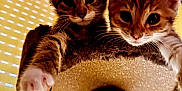 Athéna Et Abby a rejoint le concours — aidez-le/la à gagner de superbes lots ! kitten, cat, pets, animal, cute, feline, cat_tree, playful, curious, indoor, fur, whiskers, ears, paw, looking_down, yellow_background, closeup, two_cats, domestic_cat, cozy