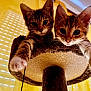 kitten, cat, pets, animal, cute, feline, cat_tree, playful, curious, indoor, fur, whiskers, ears, paw, looking_down, yellow_background, closeup, two_cats, domestic_cat, cozy