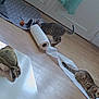 animal, ball, cat, cats, curious, domestic, door, feline, flooring, home, indoor, paper_towel, pet_toys, pets, playful, rug, stuffed_turtle, toy, unrolled, wooden_floor