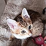 animal, blanket, cat, cozy, curious, cute, domestic, ears, eyes, feline, fur, indoor, kitten, pet, pink, playful, soft, toy, whiskers, young