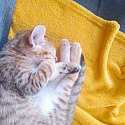 Athéna Et Abby participe au concours pour gagner de l'argent avec cette photo : animal, cat, cozy, curled_up, cute, domestic_cat, feline, fur, indoors, kitten, nap, paws, pet, relaxation, resting, sleeping, soft, tabby, whiskers, yellow_towel