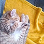 animal, cat, cozy, curled_up, cute, domestic_cat, feline, fur, indoors, kitten, nap, paws, pet, relaxation, resting, sleeping, soft, tabby, whiskers, yellow_towel