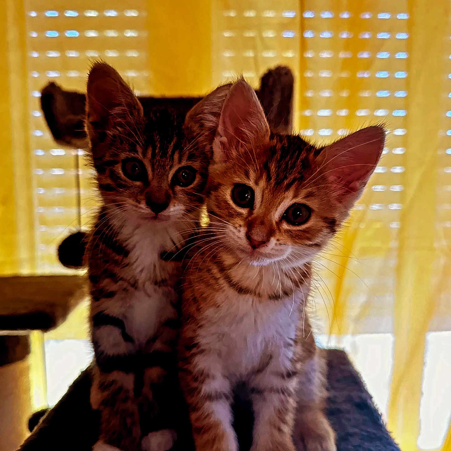Athéna Et Abby