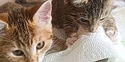 Athéna Et Abby participe au concours pour gagner de l'argent avec cette photo : animal, cat, cherry_pattern, closeup, curious, cute, domestic, fur, home, indoor, kitten, paper_towel, paw, pet, playful, soft_light, tablecloth, two_cats, whiskers, young