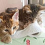 animal, cat, cherry_pattern, closeup, curious, cute, domestic, fur, home, indoor, kitten, paper_towel, paw, pet, playful, soft_light, tablecloth, two_cats, whiskers, young