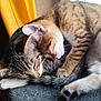 animal, cat, closeup, comfort, companionship, cozy, cute, feline, friendship, fur, indoor, nap, pets, relaxation, resting, sleeping, soft, tabby, warm, yellow_curtain