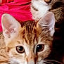 animal, cat, close_up, cute, domestic_cat, ears, eyes, face, feline, fur, indoor, looking, mammal, pet, red_background, soft_focus, striped, tabby_cat, two_cats, whiskers