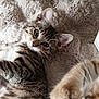animal, blanket, cat, closeup, curious, cute, ears, feline, fur, indoor, kitten, mammal, paw, pet, playful, soft_texture, striped, tabby, whiskers, young_animal