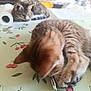 animal, blurred_background, cat, cherry_pattern, cozy, curtain, domestic, furniture, household, indoor, living_room, paper_towel, paw, pet, playing, resting, sleeping, soft_light, tabby_cat, tablecloth