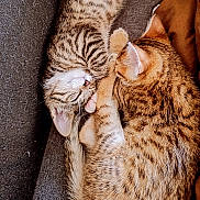 Athéna Et Abby a rejoint le concours — aidez-le/la à gagner de superbes lots ! cat, kitten, tabby, sleeping, snuggling, fur, paw, closeup, cute, pet, animal, domestic, cozy, resting, soft, companion, friendship, feline, warm, cuddle
