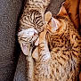 cat, kitten, tabby, sleeping, snuggling, fur, paw, closeup, cute, pet, animal, domestic, cozy, resting, soft, companion, friendship, feline, warm, cuddle