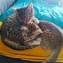 cat, kitten, tabby, cuddling, blanket, yellow, sofa, indoor, pet, fur, sleeping, comfort, cute, animal, tail, whiskers, closeup, resting, cozy, domestic