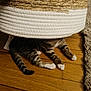 animal, basket, cat, cozy, curious, domestic, feline, flooring, hidden, home, indoor, paws, pet, playful, resting, striped, tail, texture, wooden_floor, woven