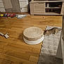 cabinet, carpet, cat, feline, flooring, food_bowl, furniture, home_interior, household, indoor, living_room, pet_food, pet_toys, playful, rug, scratching_post, television, toy, wooden_floor, woven_cushion