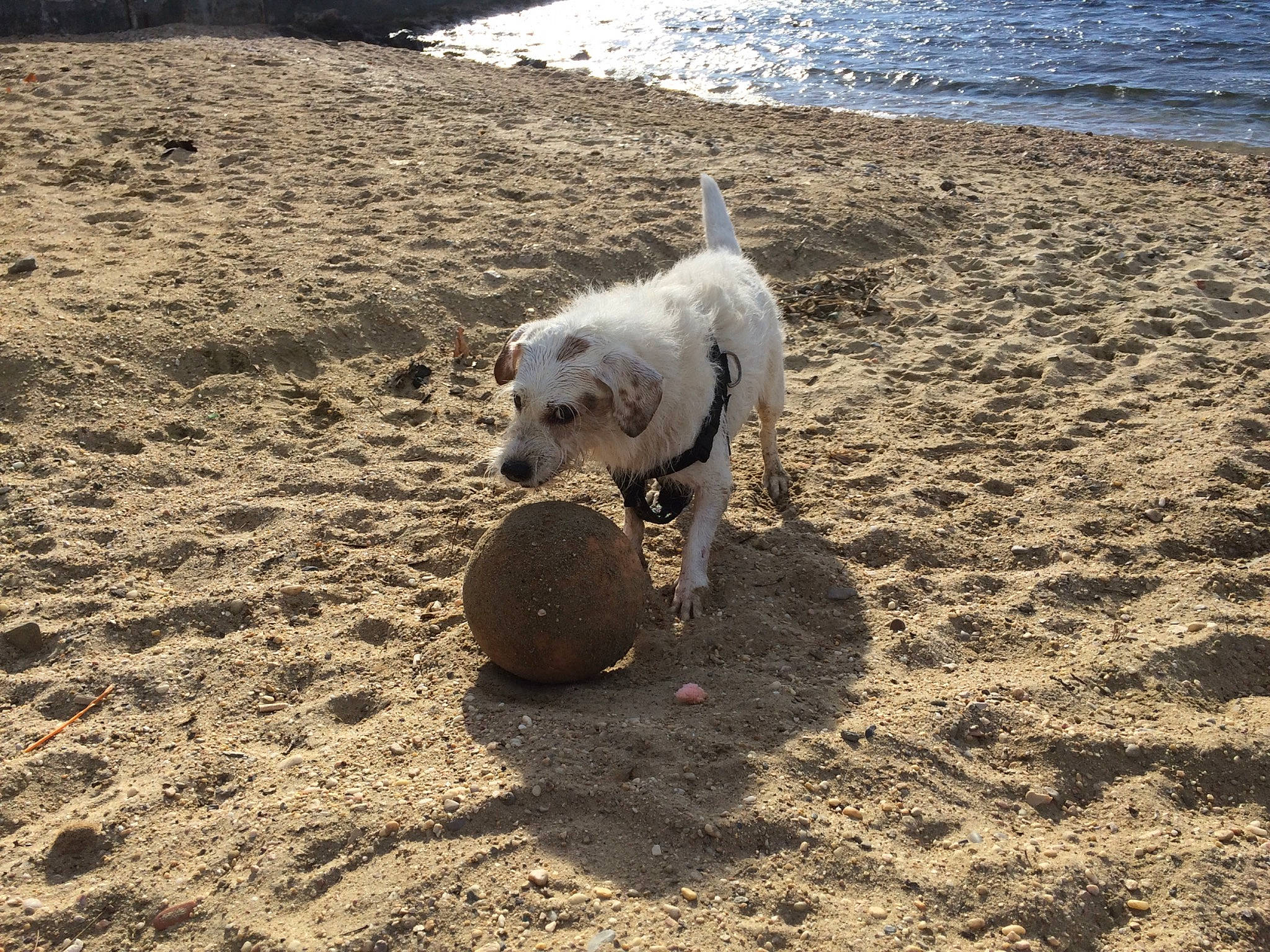 Maiden a rejoint le concours — aidez-le/la à gagner de superbes lots ! beach, canidae, carnivore, dog, dog_breed, goldendoodle, sand, soil, sporting_group, terrier, vacation, west_highland_white_terrier