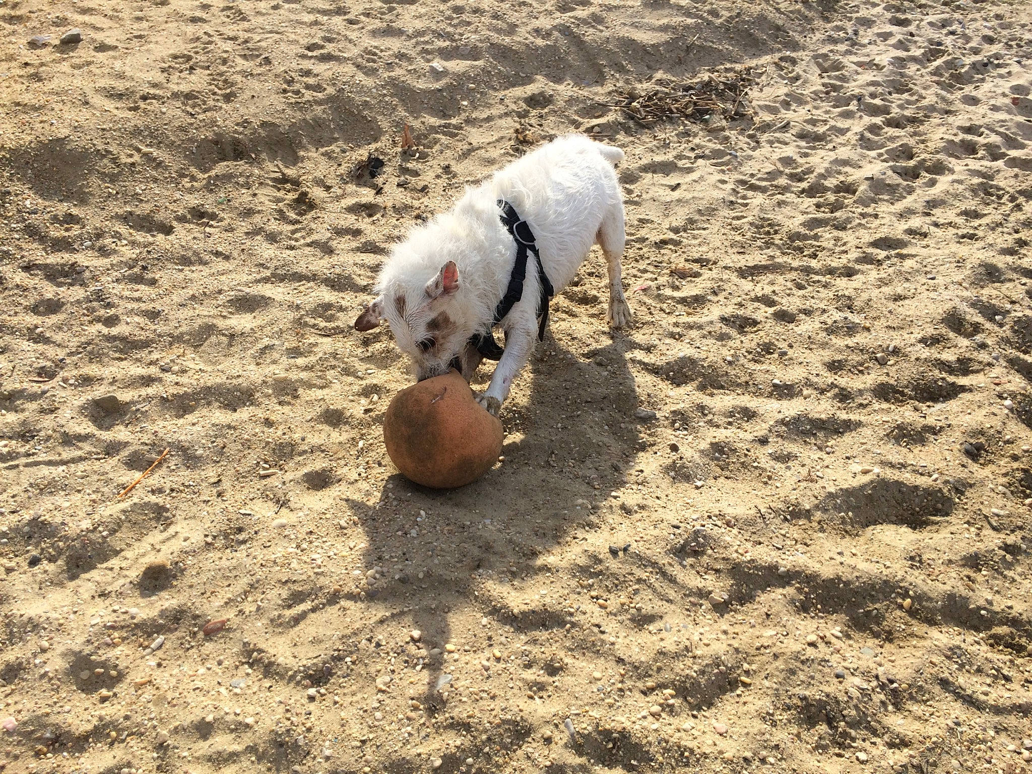 Maiden participe au concours pour gagner de l'argent avec cette photo : beach, canidae, carnivore, dog, dog_breed, jack_russell_terrier, non_sporting_group, play, sand, sporting_group, terrier, vacation, west_highland_white_terrier