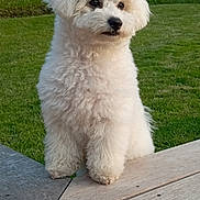 Vany a rejoint le concours — aidez-le/la à gagner de superbes lots ! adorable, animal, canine, curious, cute, daylight, dog, fluffy, fur, garden, grass, greenery, nature, outdoor, pet, portrait, sitting, tree, white, wooden_deck