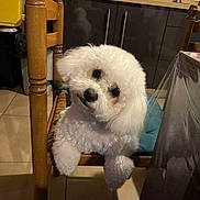 Vany participe au concours pour gagner de l'argent avec cette photo : dog, white_dog, fluffy, chair, wooden_chair, pet, indoor, kitchen, curious, head_tilt, animal, floor_tiles, cushion, furniture, domestic, cute, companion, looking_at_camera, small_dog, cozy