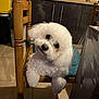 dog, white_dog, fluffy, chair, wooden_chair, pet, indoor, kitchen, curious, head_tilt, animal, floor_tiles, cushion, furniture, domestic, cute, companion, looking_at_camera, small_dog, cozy