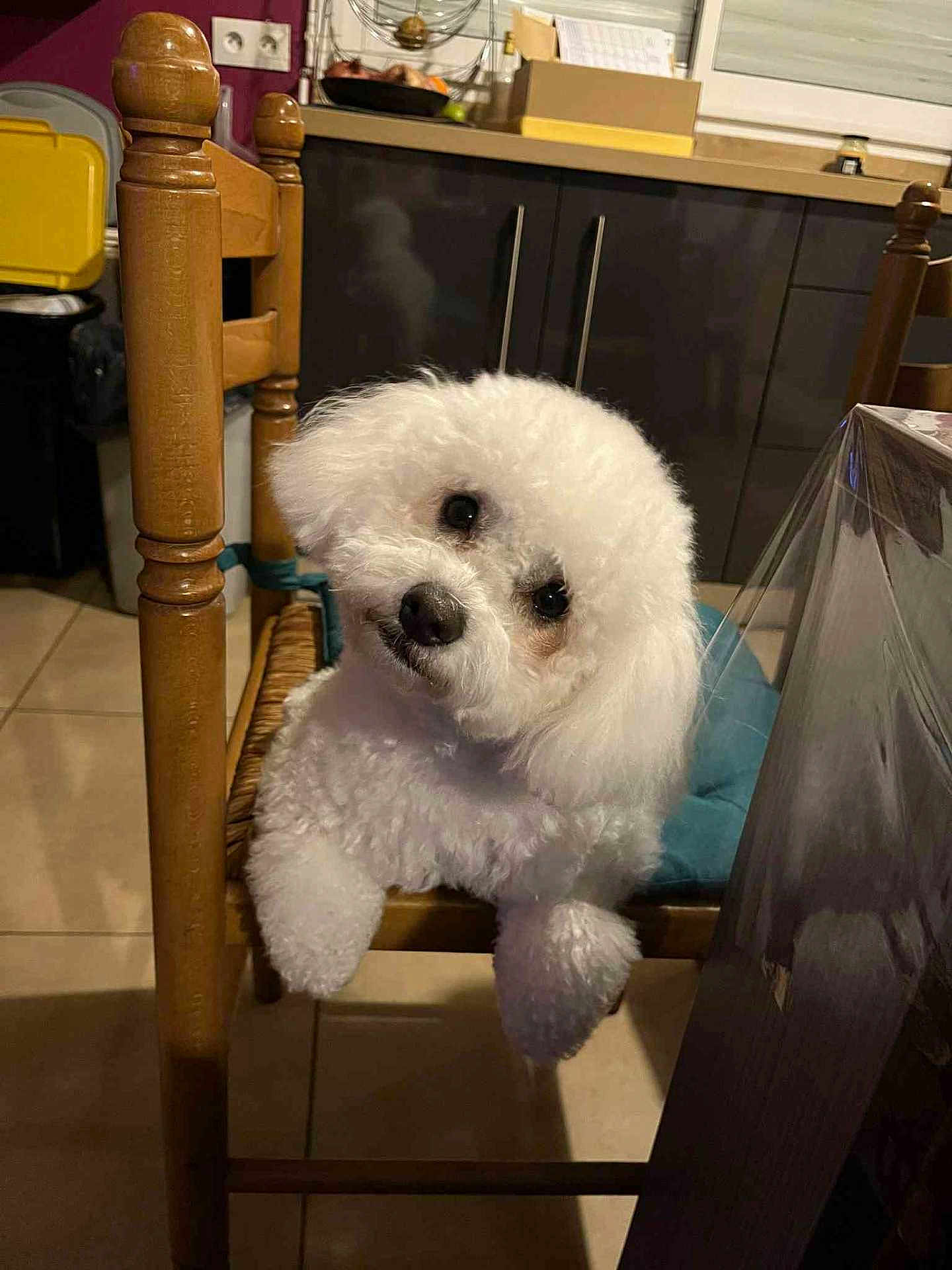 Vany participe au concours pour gagner de l'argent avec cette photo : dog, white_dog, fluffy, chair, wooden_chair, pet, indoor, kitchen, curious, head_tilt, animal, floor_tiles, cushion, furniture, domestic, cute, companion, looking_at_camera, small_dog, cozy