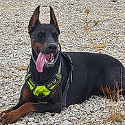 Verda participe au concours pour gagner de l'argent avec cette photo : alert, animal, black_coat, brown_coat, canine, doberman, dog, ears_up, gravel, harness, lying_down, mammal, nature, outdoor, pet, portrait, resting, summer, sunlight, tongue_out