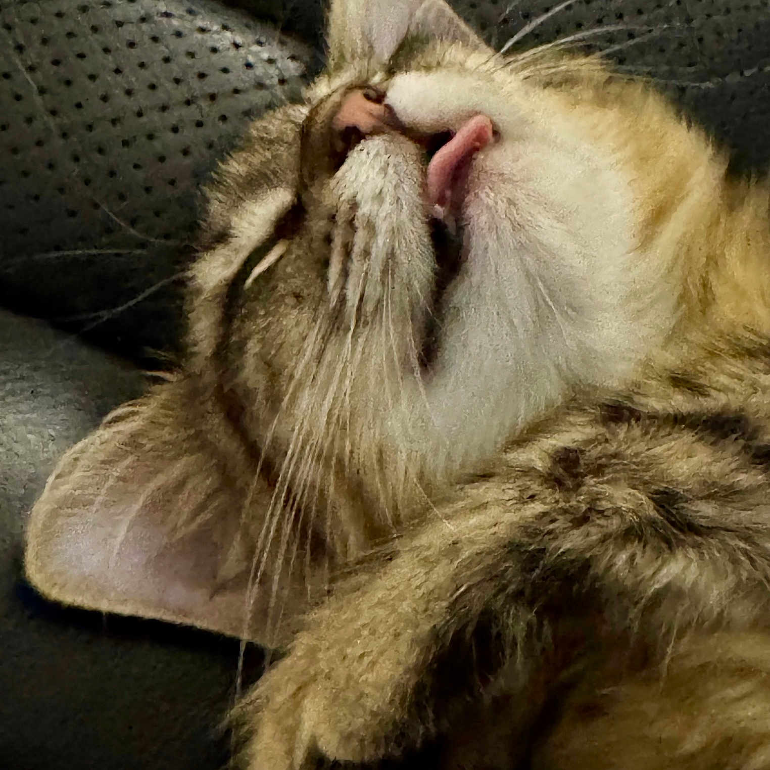 Loki joined the competition — help win amazing prizes! adorable, animal, cat, close_up, cozy, cute, ears, face, fur, indoor, paw, pet, relaxed, resting, sleeping, soft, tabby, texture, tongue_out, whiskers