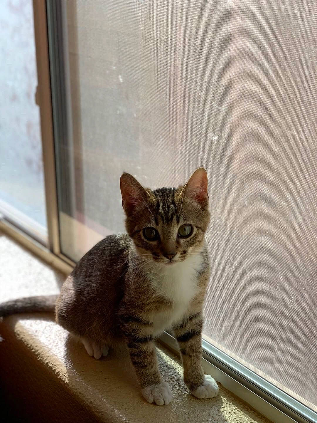 Panchito is registered to the contest to win money with this photo: aegean_cat, american_wirehair, arabian_mau, asian, australian_mist, bengal, carnivore, cat, domestic_short_haired_cat, dragon_li, european_shorthair, fawn, felidae, kitten, mammal, ojos_azules, small_to_medium_sized_cats, tabby_cat, whiskers, window