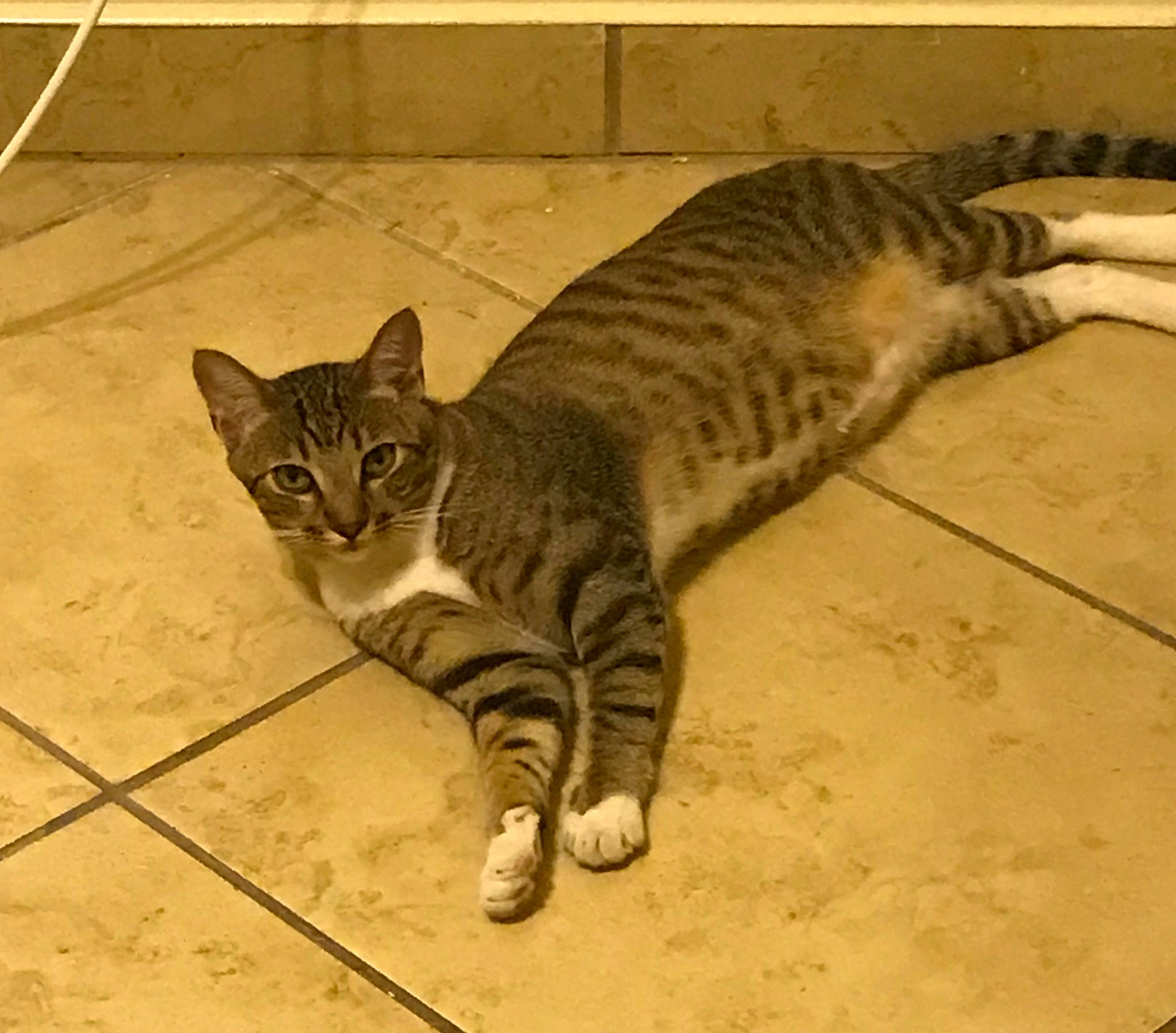 Panchito is registered to the contest to win money with this photo: arabian_mau, asian, australian_mist, bengal, california_spangled, carnivore, cat, domestic_short_haired_cat, dragon_li, european_shorthair, felidae, mammal, ocicat, small_to_medium_sized_cats, tabby_cat, terrestrial_animal, toyger, vertebrate, whiskers, wild_cat