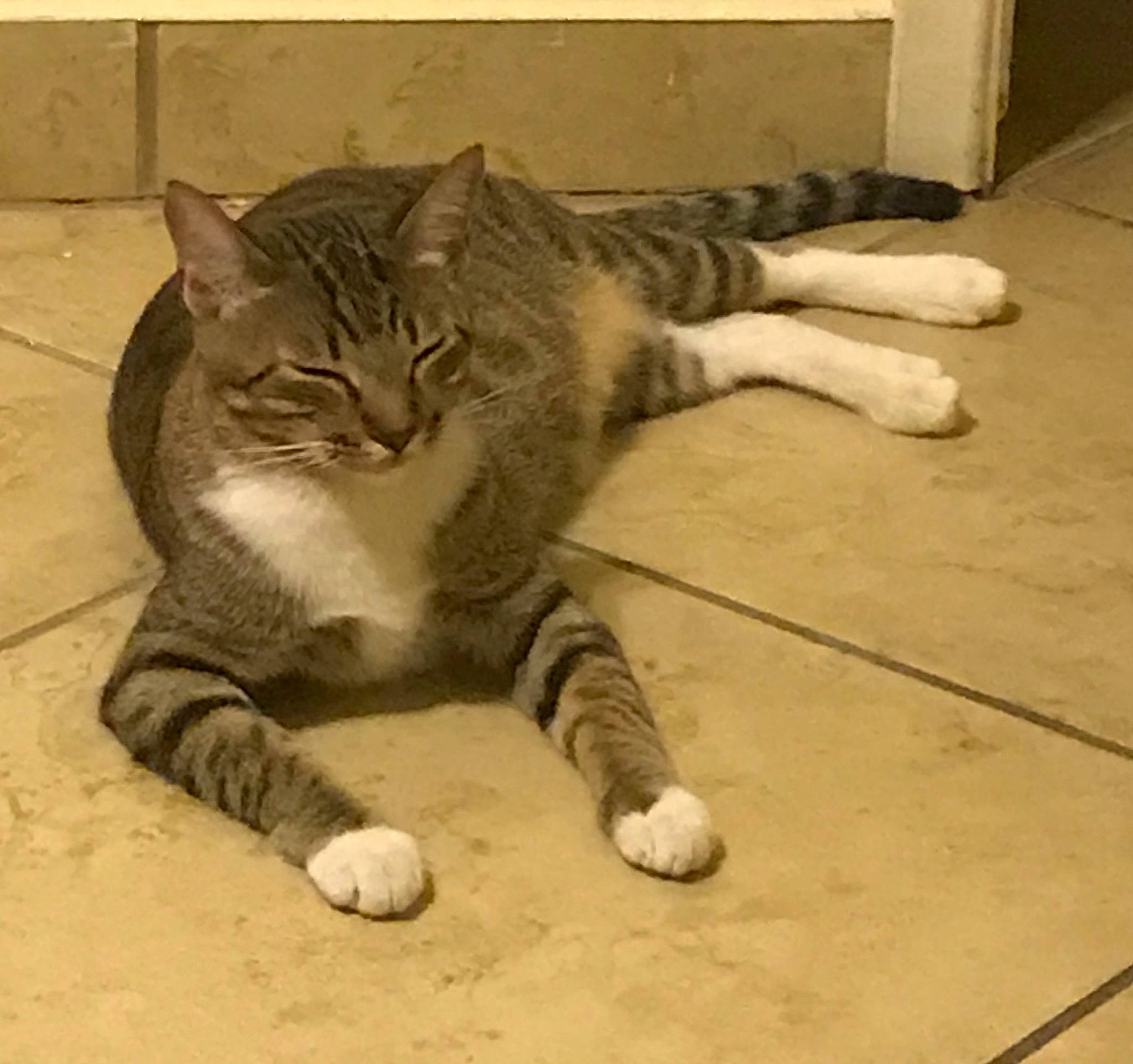 Panchito is registered to the contest to win money with this photo: aegean_cat, american_wirehair, arabian_mau, asian, california_spangled, carnivore, cat, domestic_short_haired_cat, dragon_li, european_shorthair, felidae, mammal, paw, polydactyl_cat, small_to_medium_sized_cats, snout, tabby_cat, tail, whiskers, wild_cat