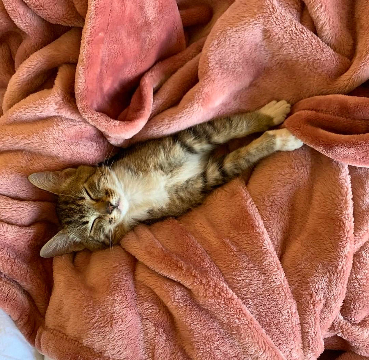 Panchito is registered to the contest to win money with this photo: american_shorthair, carnivore, cat, chausie, claw, european_shorthair, fawn, felidae, fur, hand, kitten, pixie_bob, sleep, small_to_medium_sized_cats, tabby_cat, tail, textile, whiskers