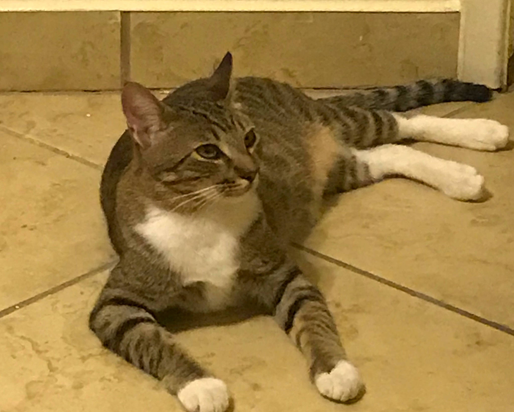 Panchito is registered to the contest to win money with this photo: aegean_cat, american_wirehair, arabian_mau, asian, carnivore, cat, domestic_short_haired_cat, dragon_li, european_shorthair, felidae, mammal, paw, polydactyl_cat, small_to_medium_sized_cats, snout, tabby_cat, tail, vertebrate, whiskers, wild_cat