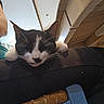 Glue a rejoint le concours — aidez-le/la à gagner de superbes lots ! cat, black_and_white, sleeping, lap, person, indoor, wooden_table, relaxed, feline, paw, clothing, casual, resting, close_up, pet, animal, quiet, comfort, home, human