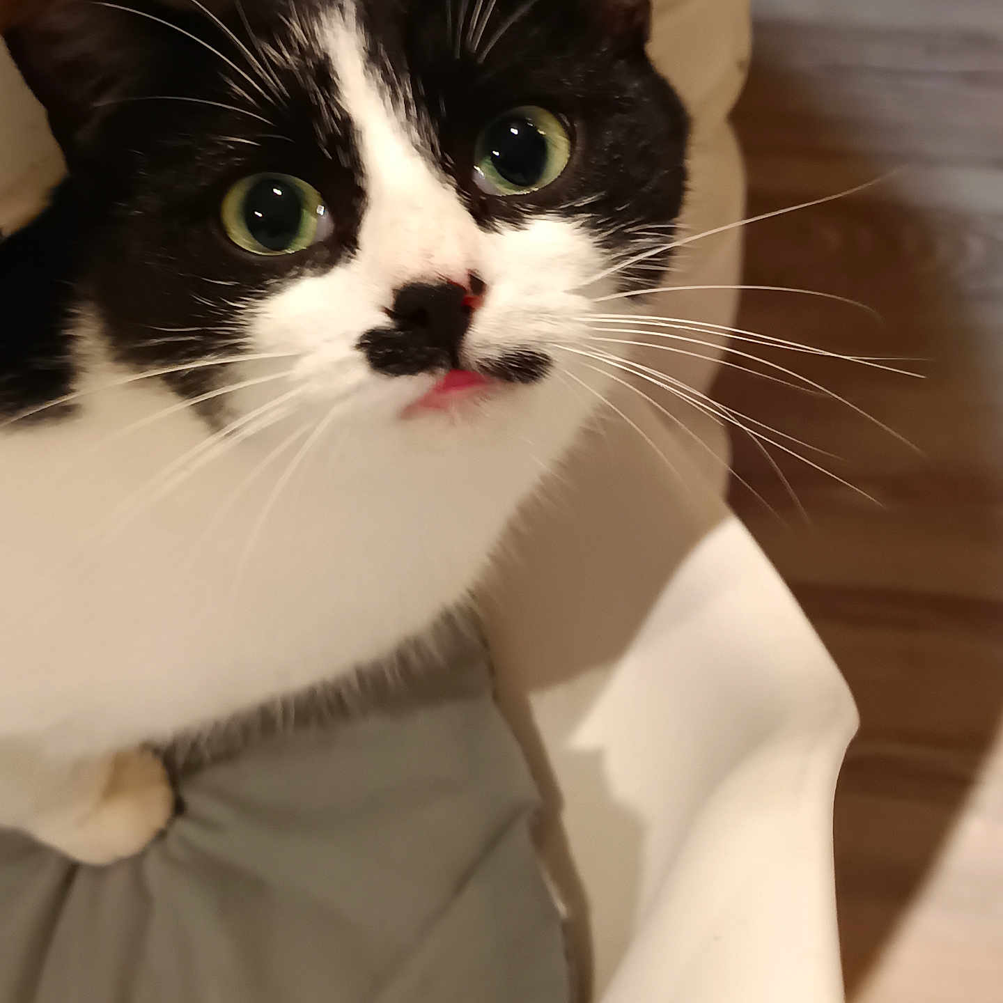 Glue participe au concours pour gagner de l'argent avec cette photo : cat, black_and_white, whiskers, green_eyes, close_up, curious, indoors, pet, feline, face, fur, looking_up, mouth_open, chair, cushion, soft_lighting, animal, cute, domestic, companion