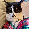 Glue participe au concours pour gagner de l'argent avec cette photo : cat, black_and_white, sleeping, plaid, blanket, cozy, indoor, pet, fur, whiskers, paw, relaxed, cute, domestic, animal, closeup, resting, soft, comfort, feline