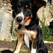 Sakou a rejoint le concours — aidez-le/la à gagner de superbes lots ! dog, outdoor, sunlight, stone_wall, grass, blue_sky, ears, fur, pet, curious, close_up, nature, canine, portrait, animal, daylight, snout, eyes, garden, plants