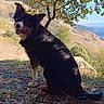 Sakou participe au concours pour gagner de l'argent avec cette photo : dog, outdoor, nature, tree, mountain, sky, animal, pet, smiling, leaf, hill, sunlight, forest_floor, happy, daytime, mammal, scenic, canine, landscape, sitting