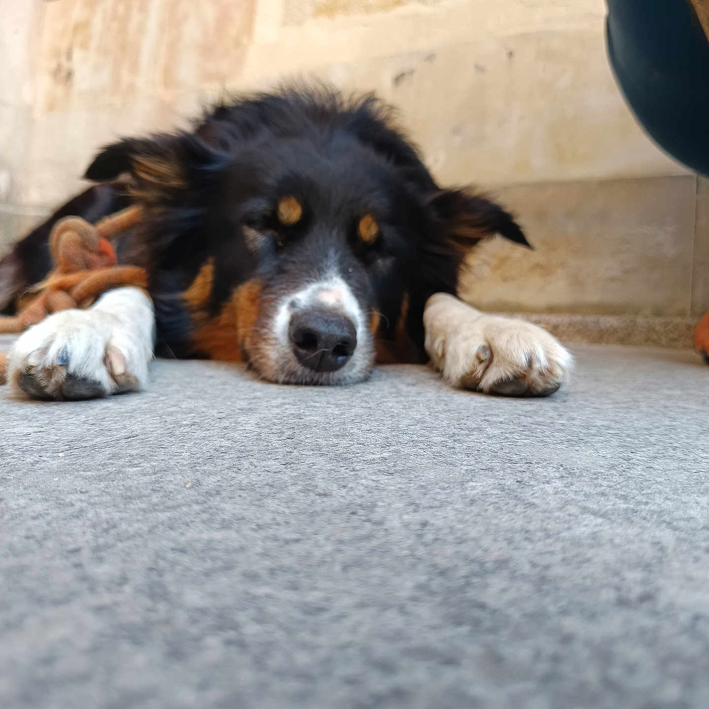 Sakou participe au concours pour gagner de l'argent avec cette photo : dog, sleeping, paws, concrete_floor, black_fur, brown_fur, white_paws, resting, close_up, animal, pet, indoors, relaxed, canine, fur, snout, ears, quiet, calm, laying_down