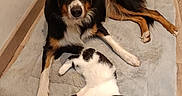 Sakou participe au concours pour gagner de l'argent avec cette photo : dog, cat, indoor, pet, animal, floor, rug, wooden_floor, black_and_white_cat, brown_black_dog, relaxed, laying_down, cozy, domestic, companion, cute, fur, looking_at_camera, home, resting