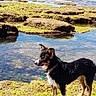 Sakou participe au concours pour gagner de l'argent avec cette photo : dog, black_dog, moss, rocks, tide_pool, water, ocean, outdoor, nature, animal, collar, alert, standing, sunlight, daytime, coast, scenic, canine, wet_fur, landscape